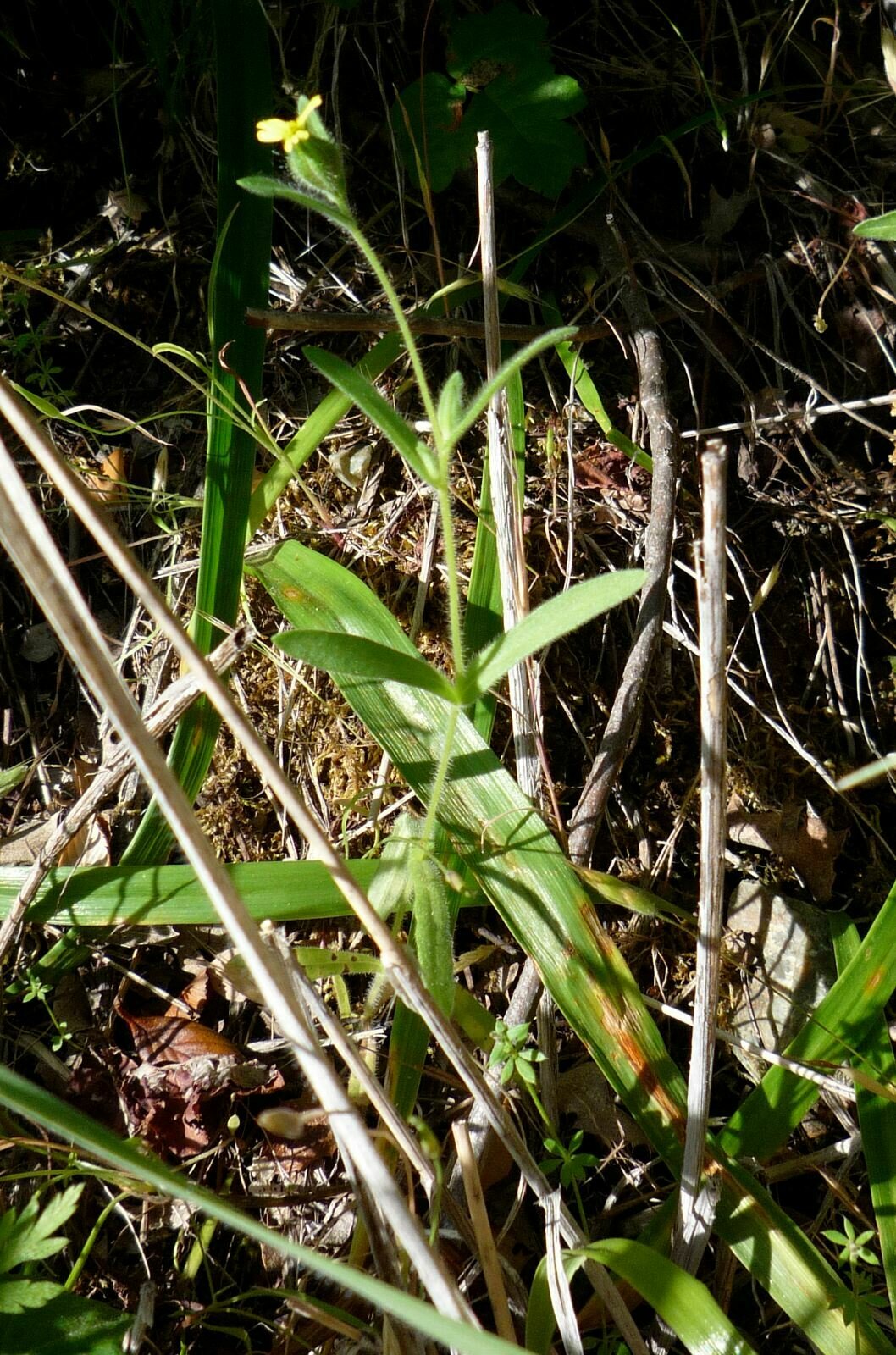 High Resolution Madia gracilis Plant